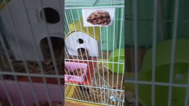 Хомяк Степа смотреть онлайн