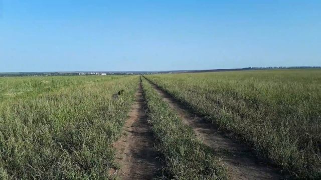перепел и руский спаниэль. смотреть онлайн
