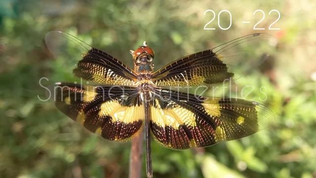 Rhyothemis variegata| ഓണത്തുമ്പി|#smilingbutterflies смотреть онлайн