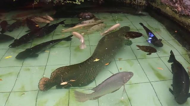 Arapaima Gigas In My Fish Pond смотреть онлайн