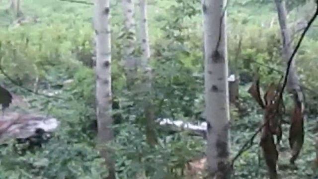 20.07.2013. В гостях у лосей смотреть онлайн