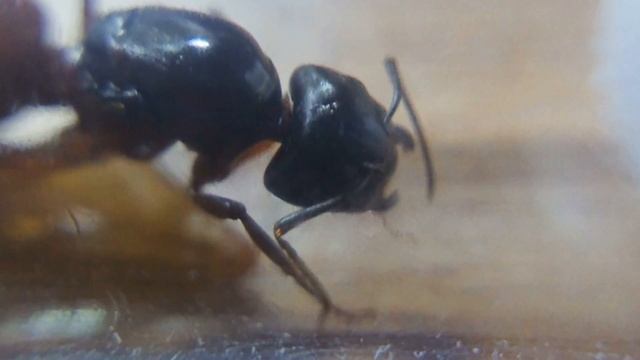 Camponotus ligniperda смотреть онлайн