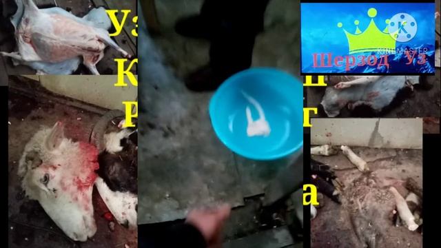 Узбекчасига куй суйиш Россиянинг Тюмень шахрида. смотреть онлайн