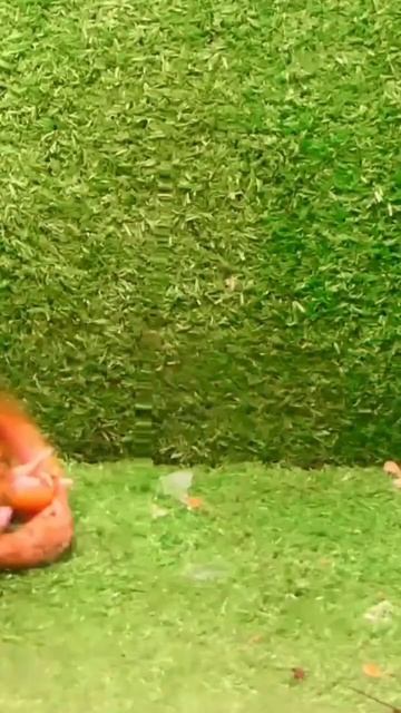 Bullfrog vs eel #bullfrog #eating смотреть онлайн