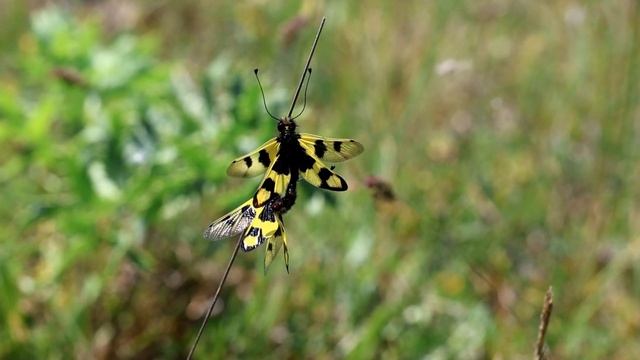 Baykuş böceği / Libelloides macaronius смотреть онлайн