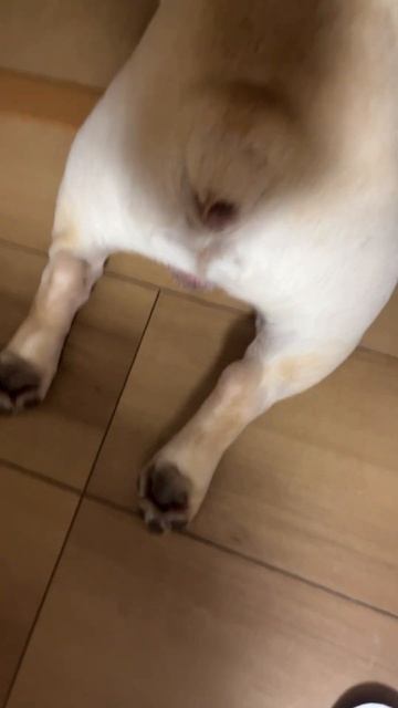 よくマダニ避けペットに優しい洗剤で洗った、毛がいっぱい抜けた、栄養が足りないと思ってる смотреть онлайн
