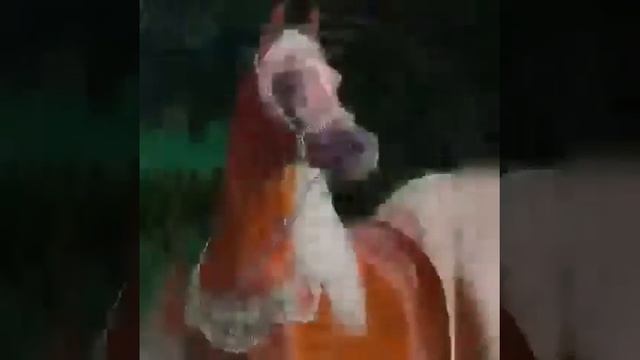 29 декабря 2020 г. смотреть онлайн