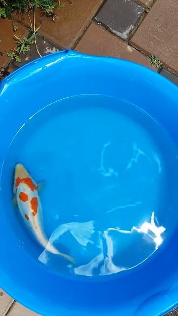 Lot9 Карп кои 2017 www.koi-kuban.ru смотреть онлайн