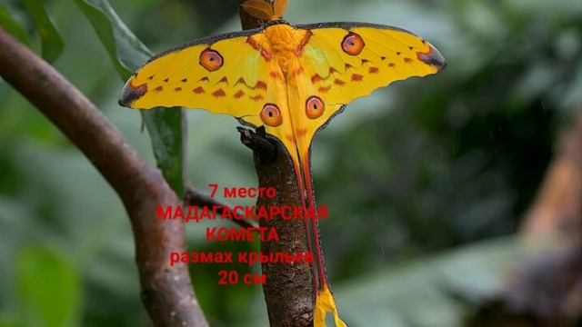 АНДРЕЙ муравей топ 10 самых крупных бабочек мира смотреть онлайн