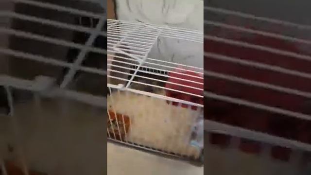 Сбылась мечта! Видео прислала девушка, подарила ей 🏠 для хомячка. Спасибо за видео смотреть онлайн