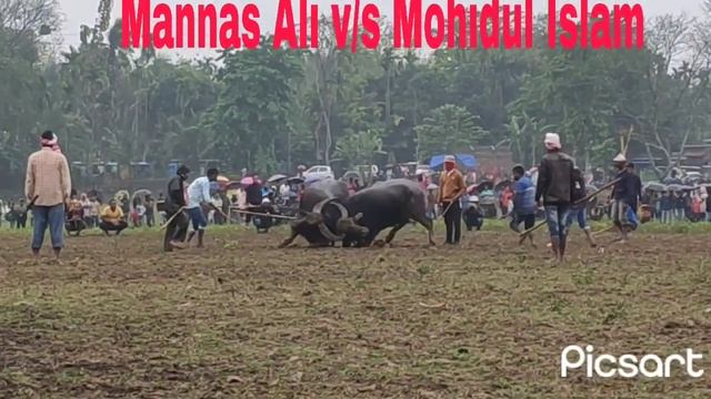#buffalo fight Morigaon,Assam || Deka gaon moh r juj || Mannas Ali moh V/S Mohidul Islam moh. смотреть онлайн