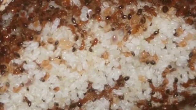 Large Solenopsis sp. Colony in a Dire Pinnacle Formicarium смотреть онлайн