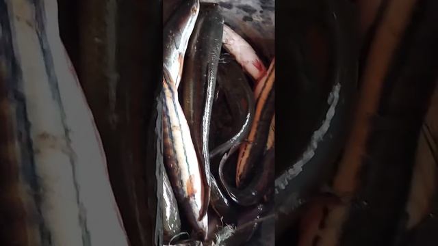 Tonle Sap Lake fish in Siem Reap - Cat fish | Natural Fishing смотреть онлайн