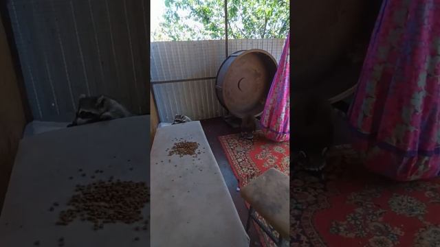 попробовали впихнуть невпихуемое #енотилюша #помощьбездомнымживотным #ямыилюша #анапа #рекомендации смотреть онлайн