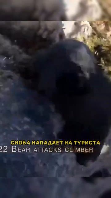 🐻 МЕДВЕДЬ НАПАЛ НА АЛЬПИНИСТА #shorts смотреть онлайн