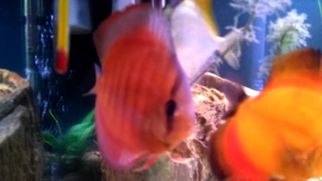 Ramirezi baloon e outros смотреть онлайн