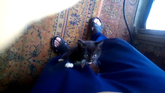 Катёнок Ласка. смотреть онлайн