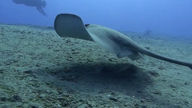 Federschwanzrochen (Stingray) mit Rod , Camel Dive Club Sharm el Sheikh, Red Sea смотреть онлайн