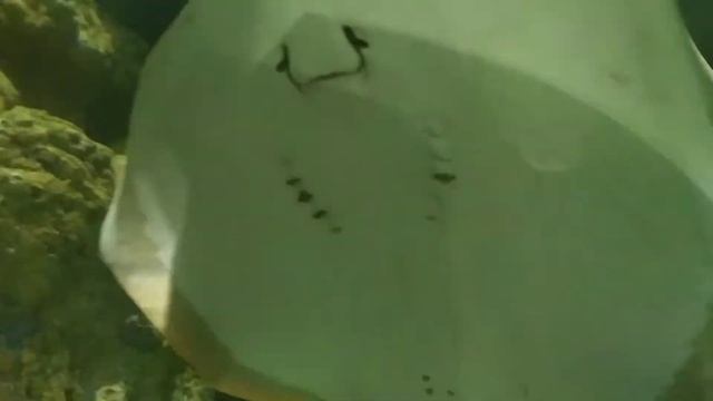 Москвариум, акулы смотреть онлайн