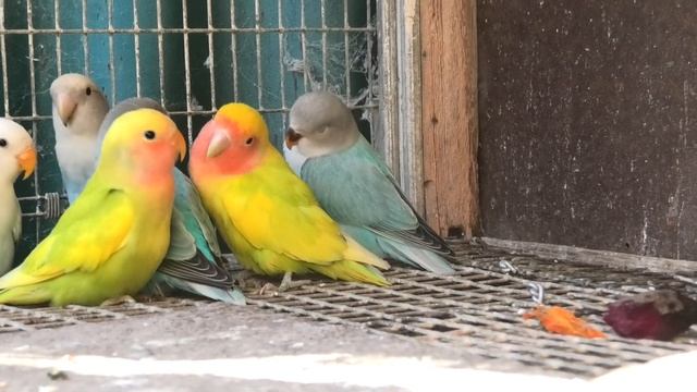 Неразлучники опалиновая мутация. Lovebirds Opaline Mutation.
