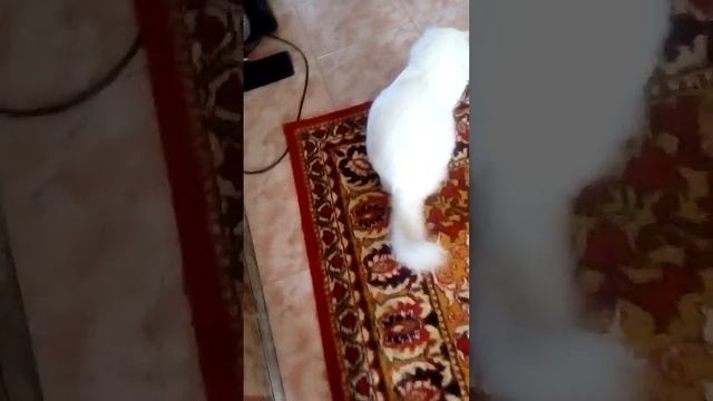 Кличка Белка с ниточкой смотреть онлайн