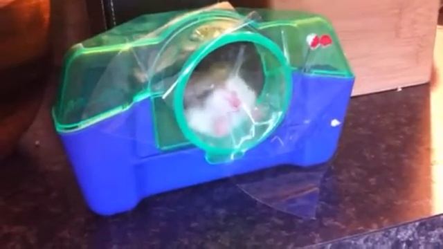 Хомяк смотреть онлайн