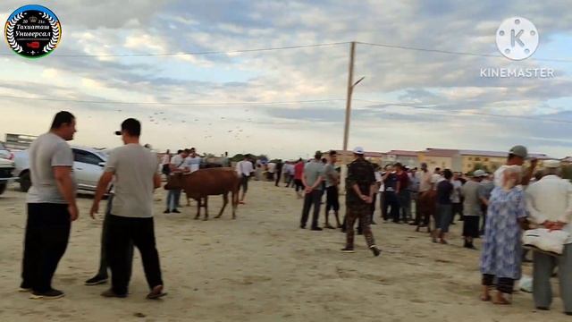 МАЛ БАЗАР - СКОТНЫЙ РЫНОК 04.08.24г.#тахиаташ#каракалпакистан#цены#бахалары#огиз#быки#коровы#сауын смотреть онлайн