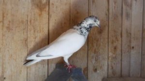 Пакистанские , иранские  голуби