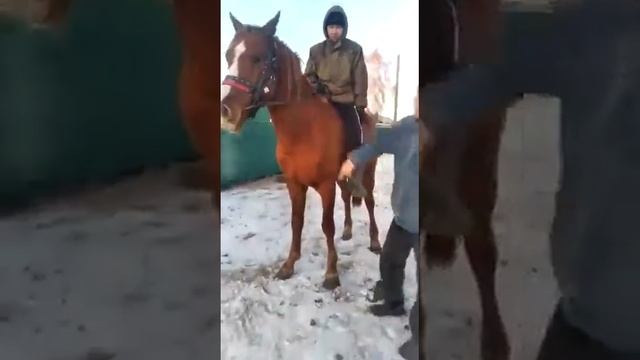 Жеребец костанайской породы смотреть онлайн