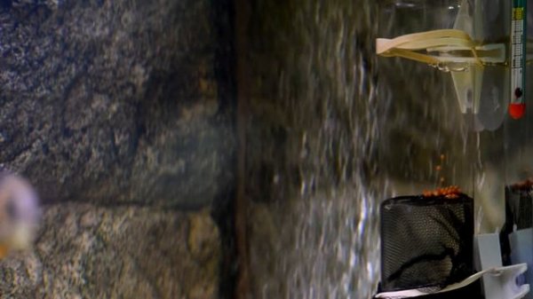 Икра голубых дельфинов 1 неделя - Cyrtocara moorii eggs 1 week!