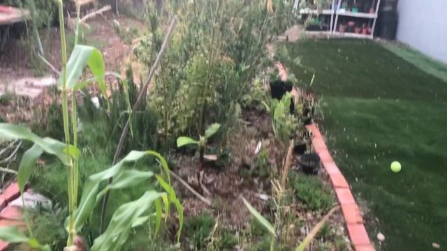 Grow Ground Cherries, Pigeon Peas, and Much More in a Home Food Forest Garden смотреть онлайн