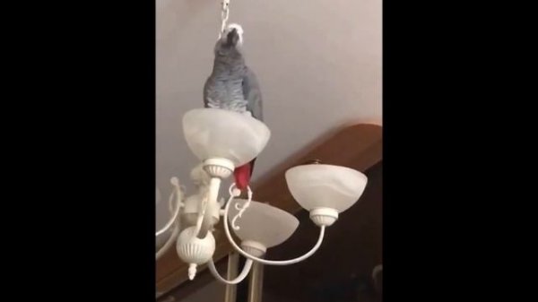 Попугай Жора разговаривает сидя на люстре