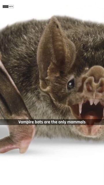 vampire 🦇 Bats 😱 | #Topffy смотреть онлайн