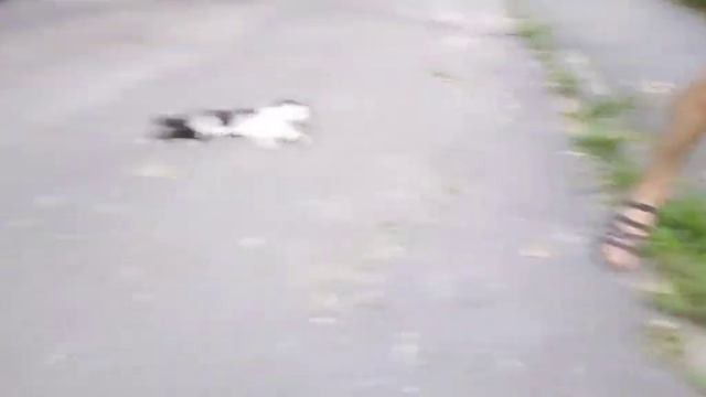 очень редкий кот-скрипун смотреть онлайн