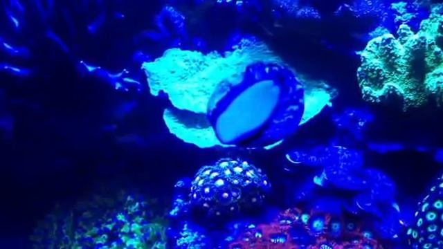 Trochus смотреть онлайн