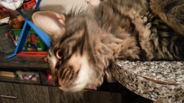 Rodion 4 months . Maine Coon. смотреть онлайн