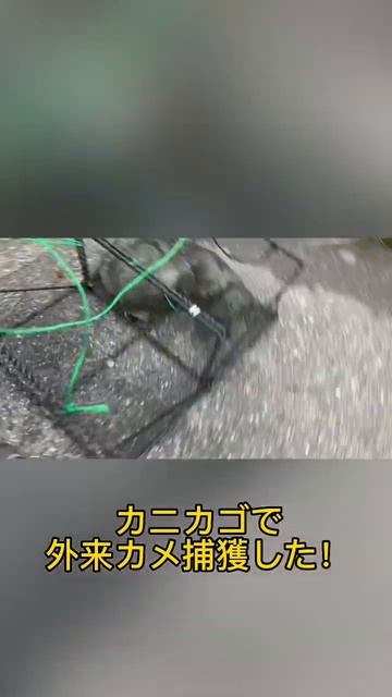 カニカゴで外来カメ捕獲した！ смотреть онлайн