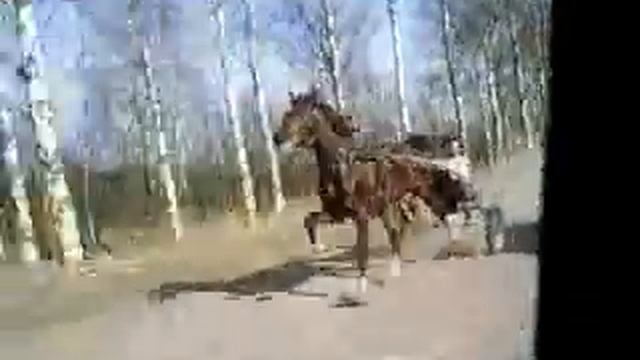 ЦЫГАНСКИЕ КОНИ смотреть онлайн