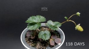 Выращивание клубники из семян: полный цикл за 160 дней в формате таймлапс!