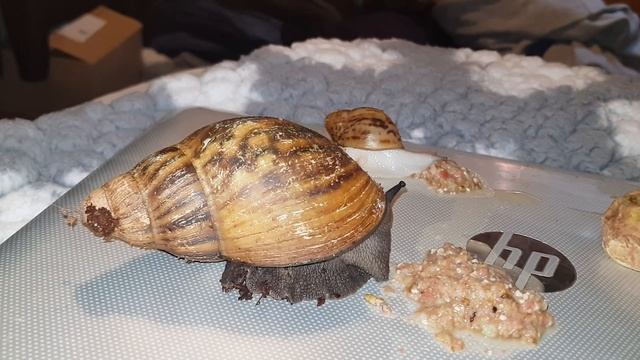 Archachatina marginata suturalis смотреть онлайн