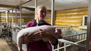 Как поживает голштинская корова в частном хозяйстве?! Вес моих поросят в месяц!