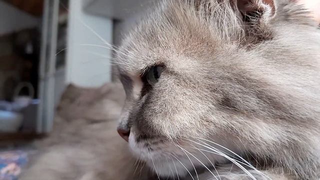 Как обещала 👌 кошка ,которую мы забрали с собой,после смерти мамы.Это Лиза смотреть онлайн