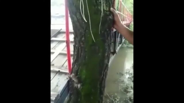 Квадратный кот | Funny. Case смотреть онлайн