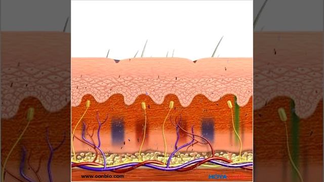 Q switch Nd YAG LASER explicativo смотреть онлайн