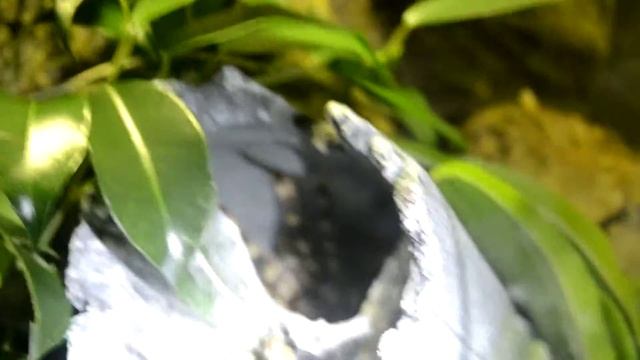 poecilotheria regalis смотреть онлайн