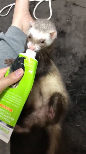 【🦦Ferret】Eating foods. ★Funny and Cute Animals #shorts смотреть онлайн