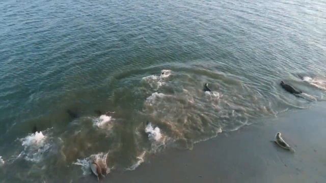 Renesse _Navy Seals _ морские котики 2018 Phantom 4 Pro смотреть онлайн