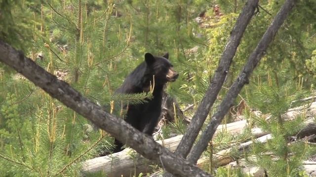 Outfitters Rating TV - S03/E02 - Shadow Mountain Outfitters - Black Bear смотреть онлайн