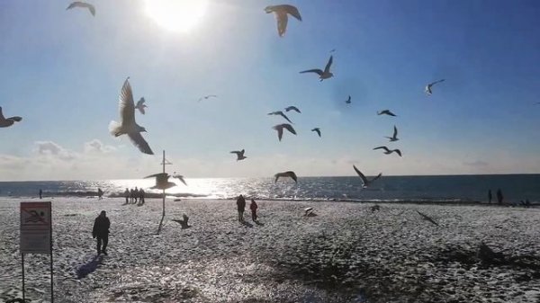 Чайки парами на берегу!!!