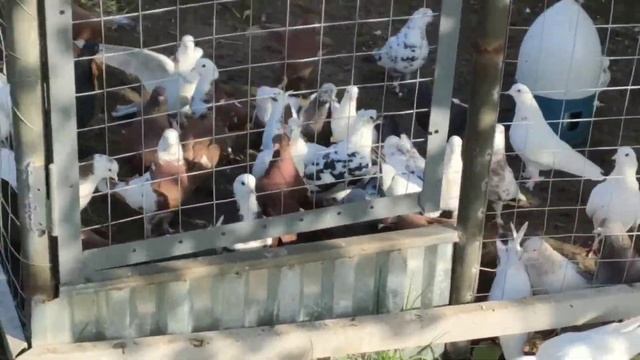 Тренировка бакинцы, Чили, иранцы 27 октября часть 1 смотреть онлайн